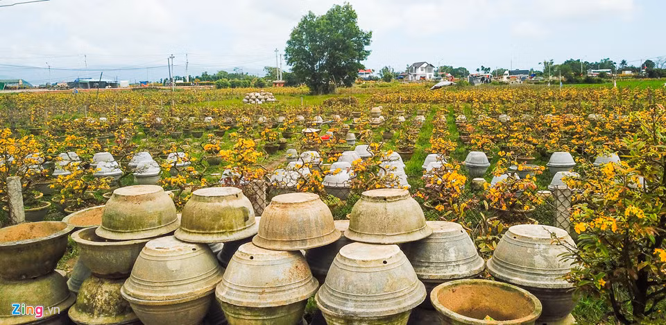 Chi cả tỷ đồng thuê người lặt lá mai tết ảnh 11 Chi cả tỷ đồng thuê người lặt lá mai tết ảnh 11