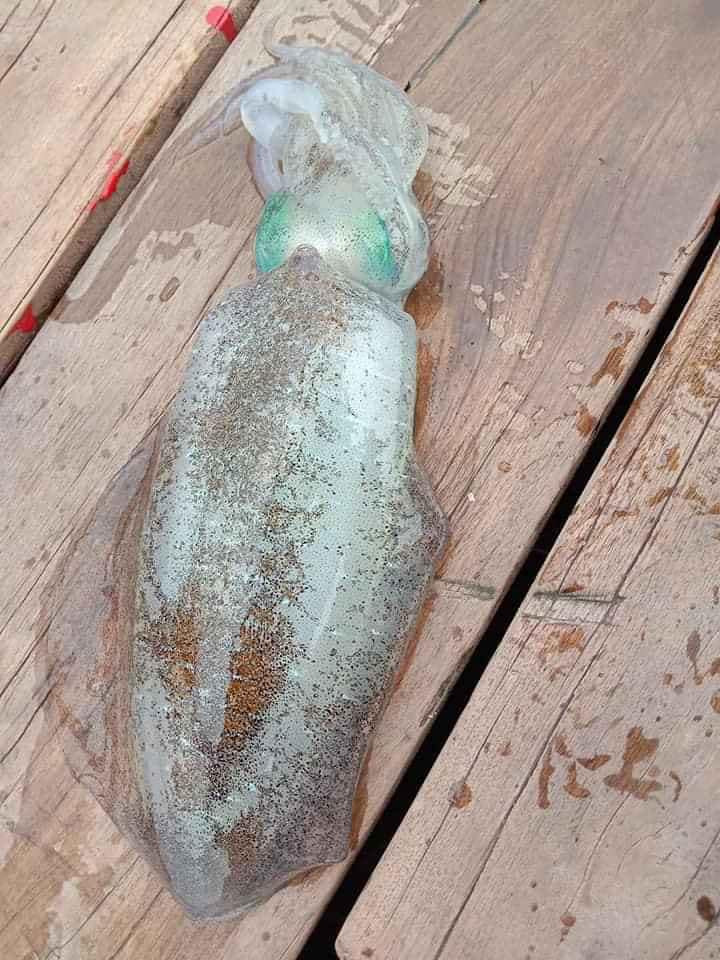 Mực lá 'siêu to' gần nửa triệu đồng/kg hút khách Hà Nội ảnh 3