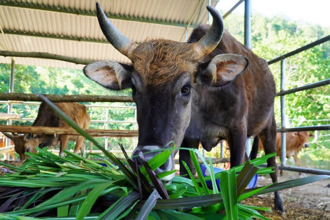 Đàn bò tót ốm trơ xương đã hồi phục ảnh 4