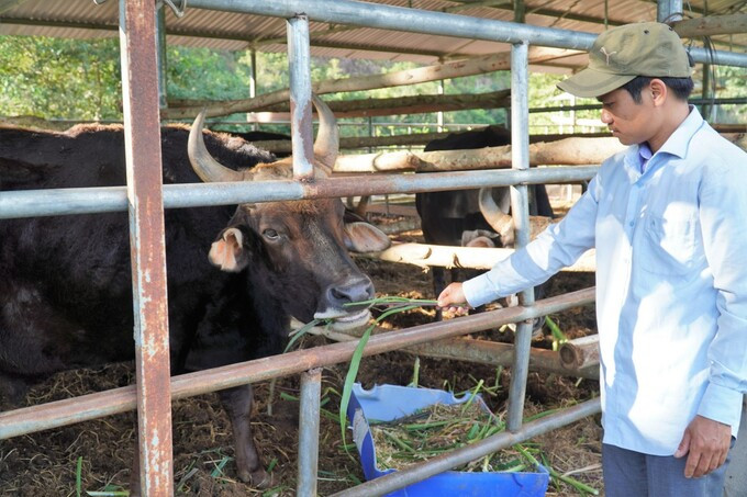 Đàn bò tót ốm trơ xương đã hồi phục ảnh 3