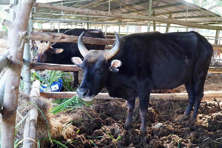 Đàn bò tót ốm trơ xương đã hồi phục ảnh 1