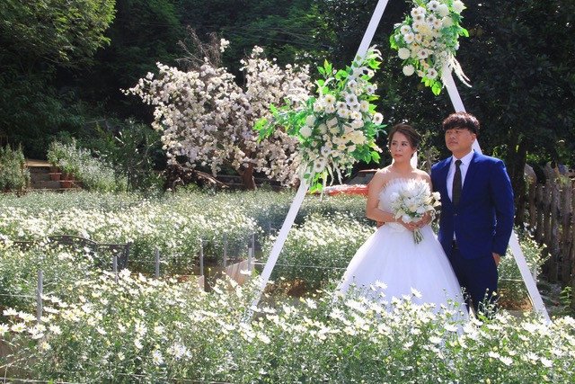 Rộn ràng mùa cúc hoạ mi giữa lòng thành phố Thanh Hoá ảnh 1