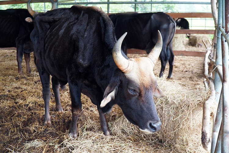 Đàn bò tót ốm trơ xương đã hồi phục ảnh 2