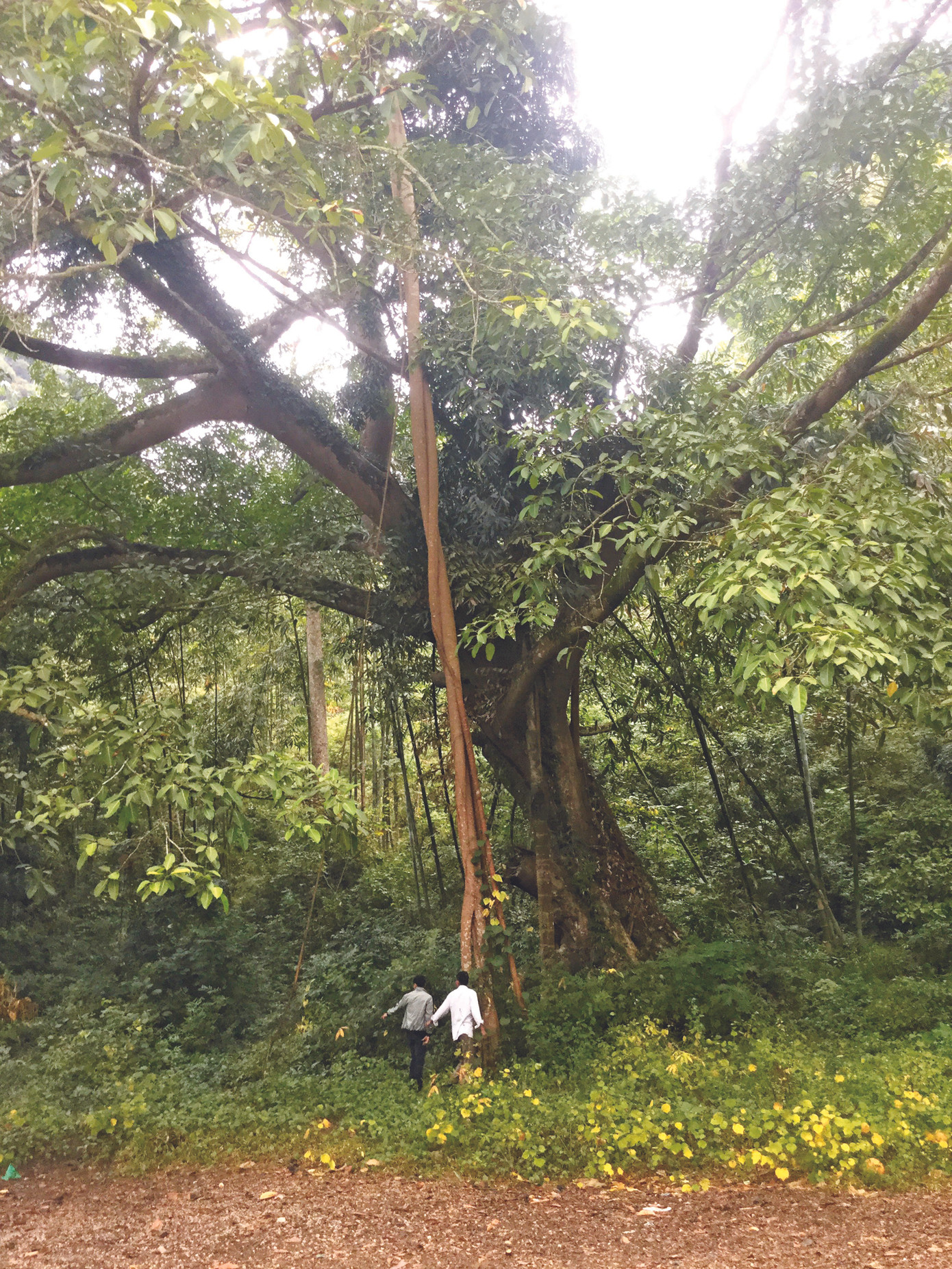 Kỳ lạ rừng nghiến Đông Đằng ảnh 1