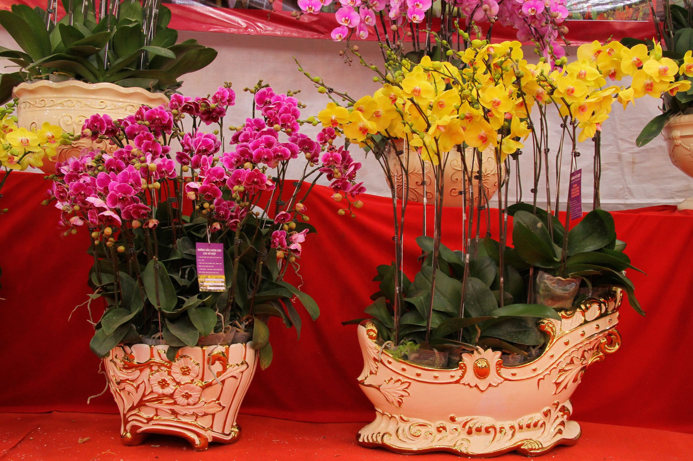 Hoa lan ồ ạt 'xuống phố', người dân Thủ đô thoải mái tuyển lựa mẫu mã ảnh 4