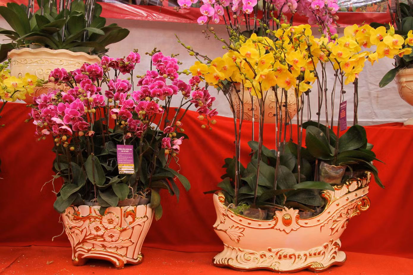 Hoa lan ồ ạt 'xuống phố', người dân Thủ đô thoải mái tuyển lựa mẫu mã ảnh 4