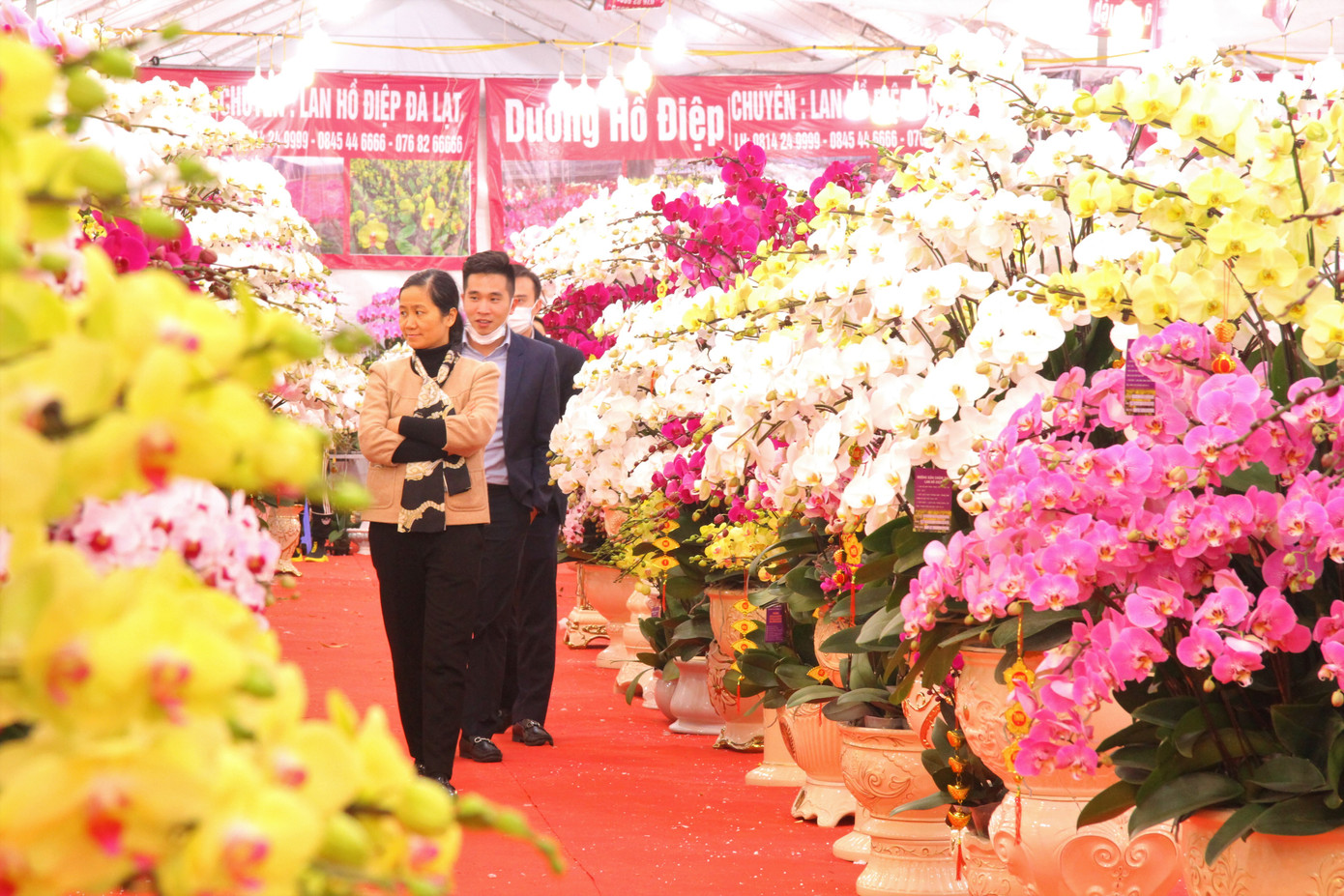 Hoa lan ồ ạt 'xuống phố', người dân Thủ đô thoải mái tuyển lựa mẫu mã ảnh 1