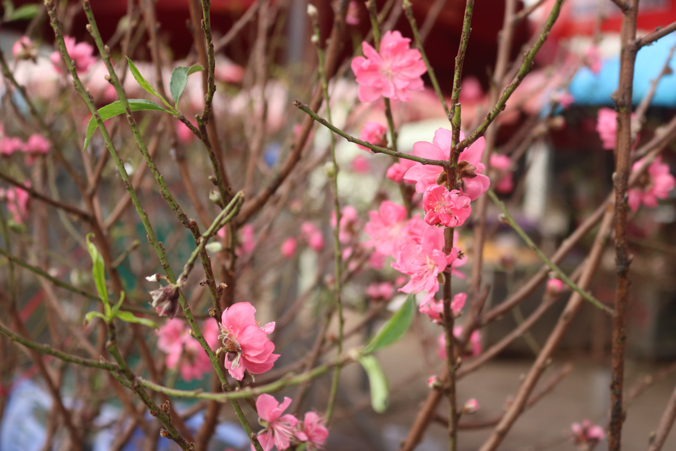 Đào Nhật Tân nở sớm, tràn ngập chợ hoa đón Tết Dương lịch ảnh 7