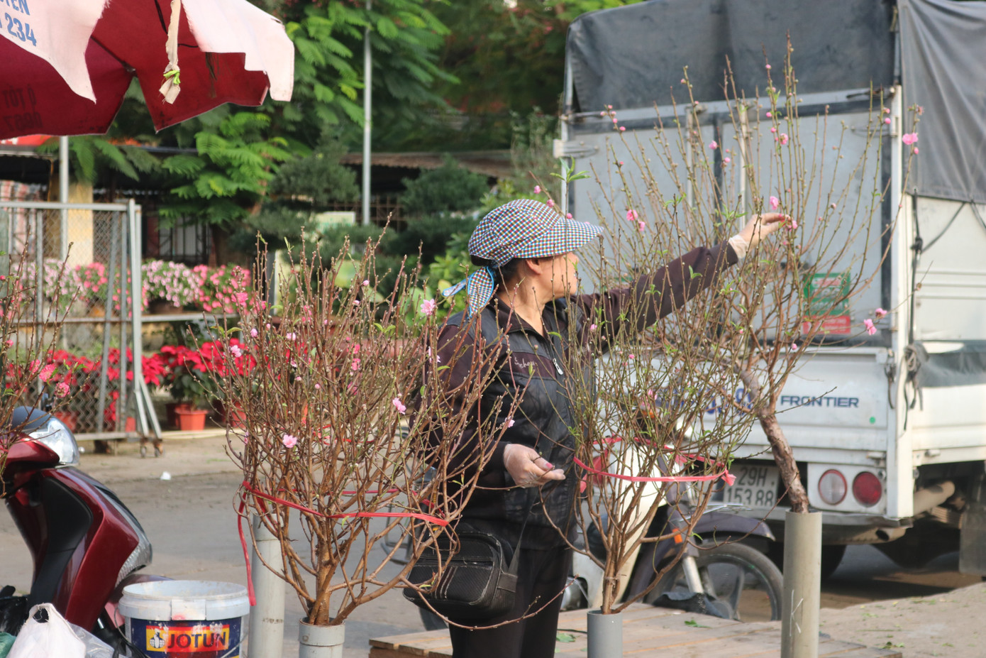 Đào Nhật Tân nở sớm, tràn ngập chợ hoa đón Tết Dương lịch ảnh 6