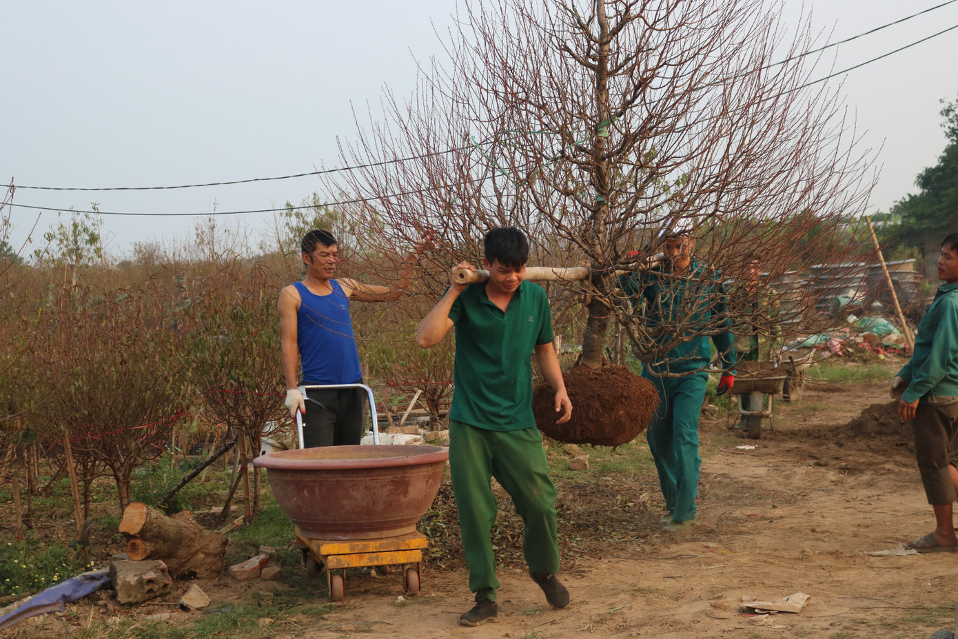 Đào Nhật Tân nở sớm, tràn ngập chợ hoa đón Tết Dương lịch ảnh 12