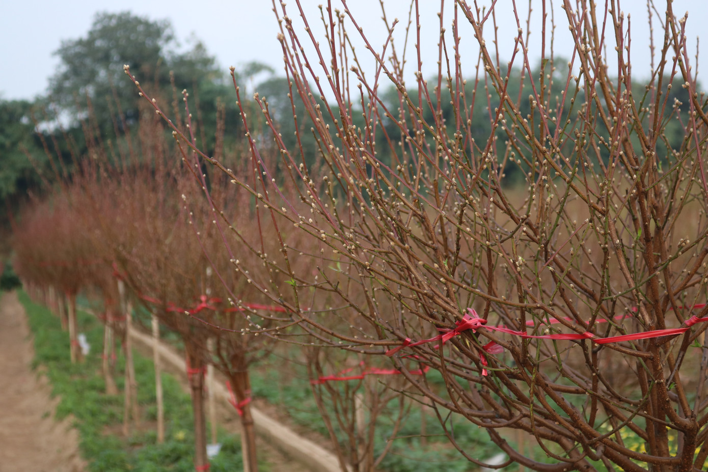 Đào Nhật Tân nở sớm, tràn ngập chợ hoa đón Tết Dương lịch ảnh 9