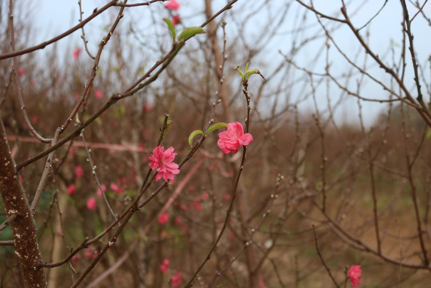 Đào Nhật Tân nở sớm, tràn ngập chợ hoa đón Tết Dương lịch ảnh 13