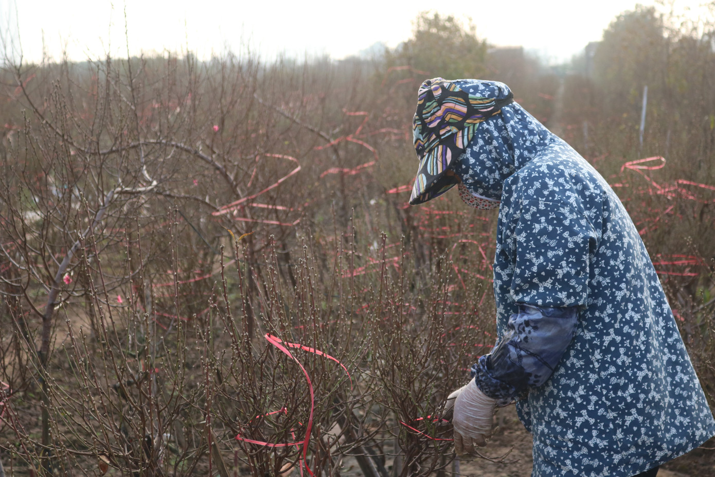 Đào Nhật Tân nở sớm, tràn ngập chợ hoa đón Tết Dương lịch ảnh 8