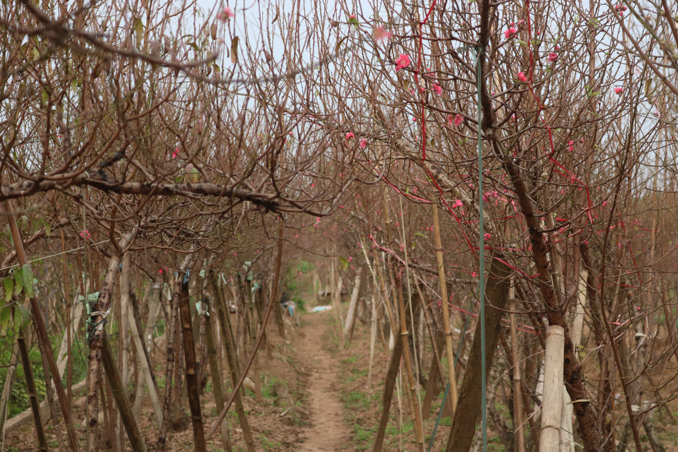 Đào Nhật Tân nở sớm, tràn ngập chợ hoa đón Tết Dương lịch ảnh 11