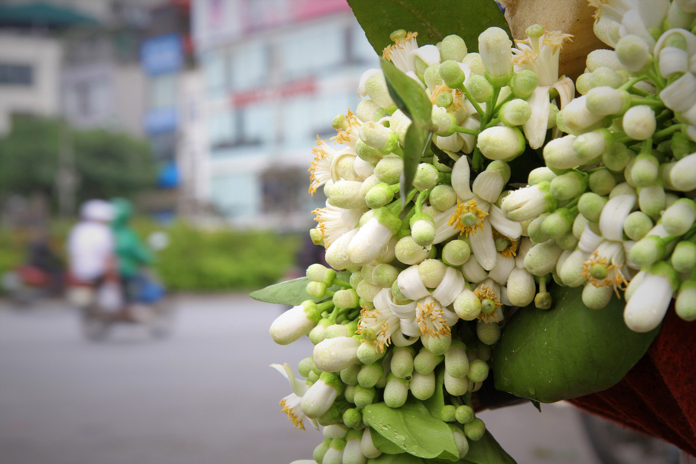 Hà Nội mùa hoa bưởi ngát hương ảnh 17