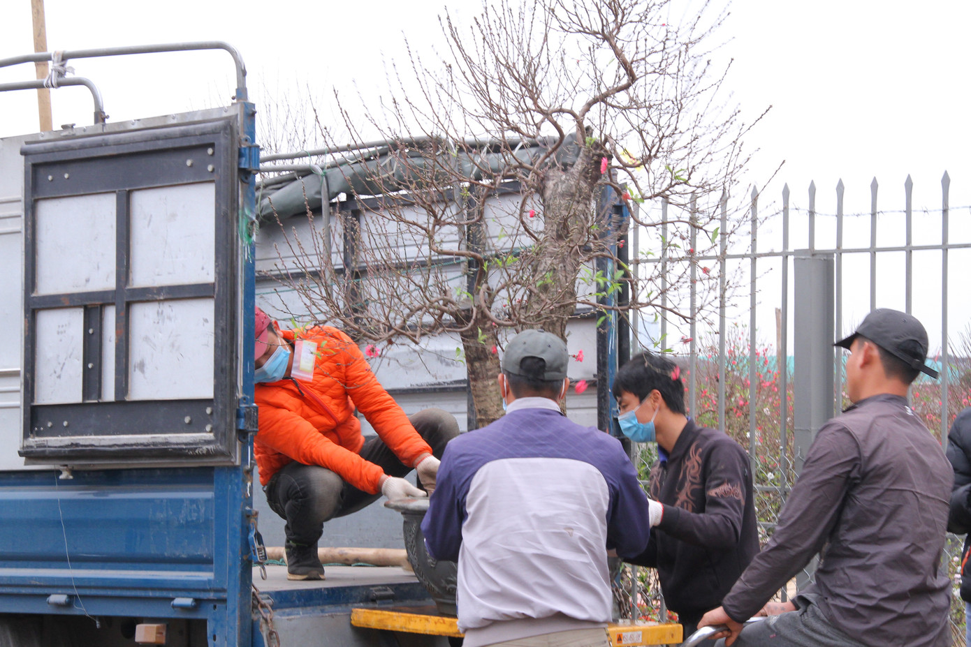 Dịch vụ chở cây cảnh ‘hốt bạc’ những ngày cận Tết ảnh 6