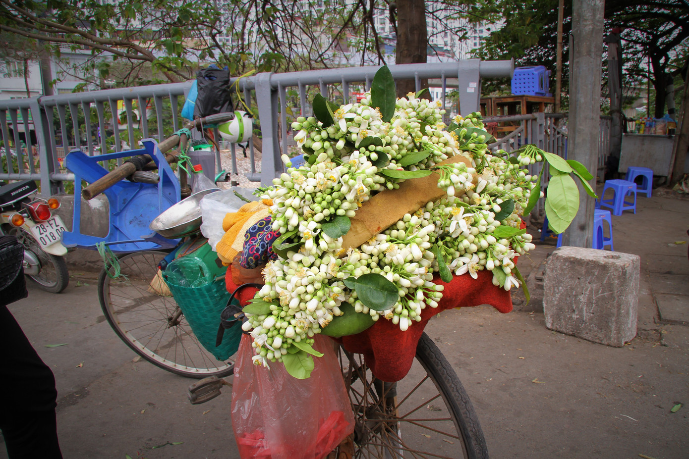 Hà Nội mùa hoa bưởi ngát hương ảnh 3