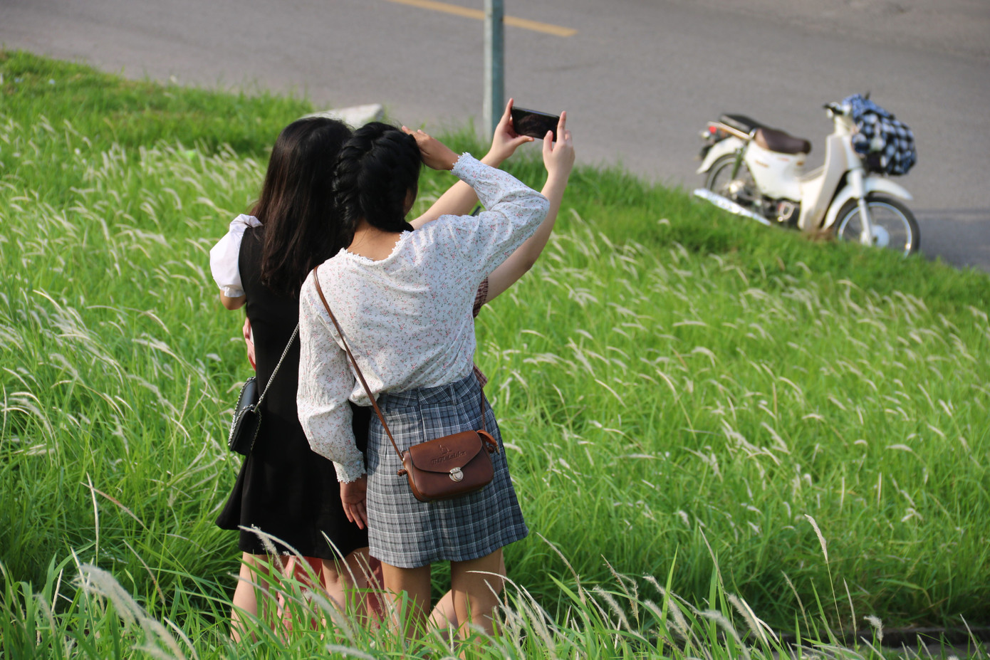 Những triền đê phủ trắng cỏ tranh ở Hà Nội ảnh 4