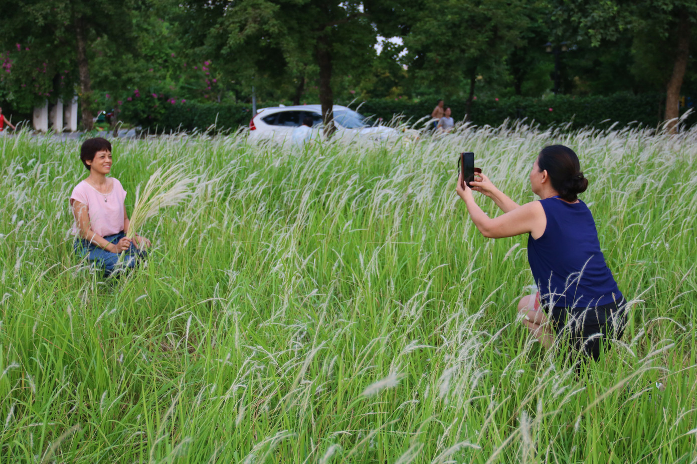 Những triền đê phủ trắng cỏ tranh ở Hà Nội ảnh 7