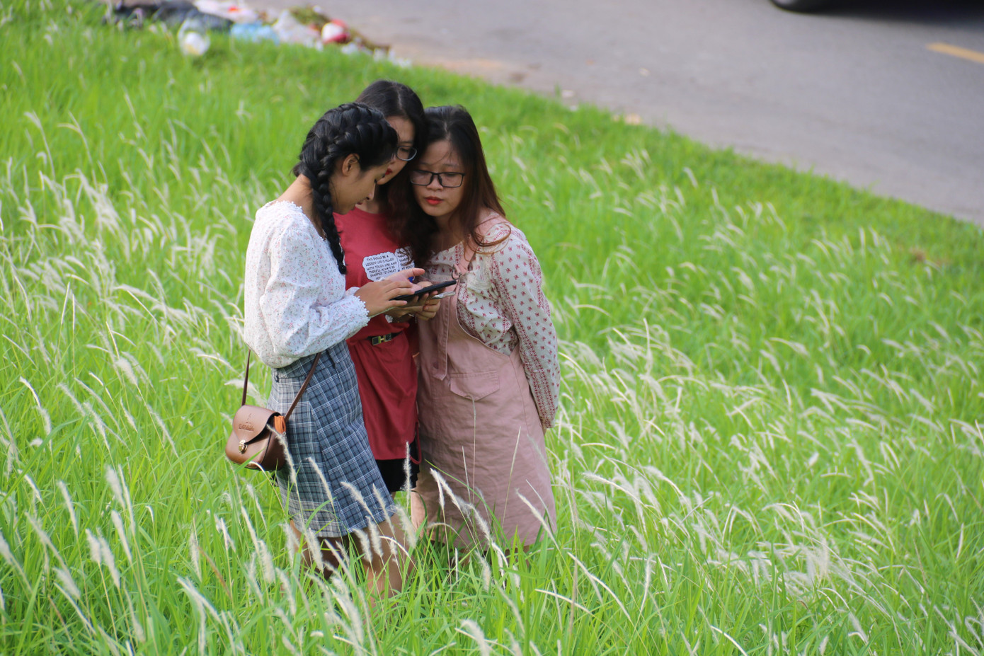 Những triền đê phủ trắng cỏ tranh ở Hà Nội ảnh 5