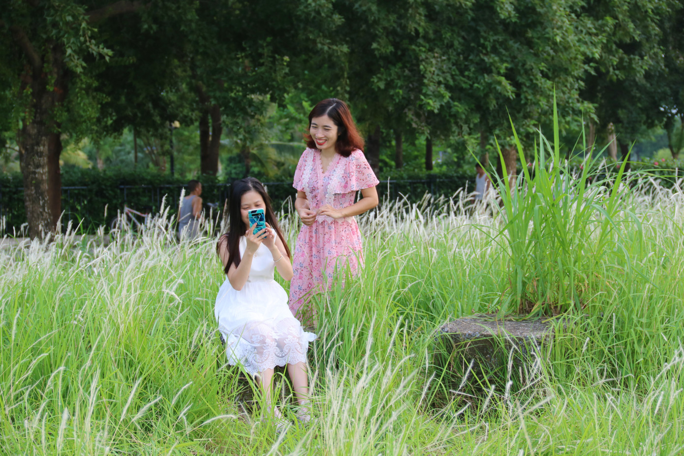 Những triền đê phủ trắng cỏ tranh ở Hà Nội ảnh 6