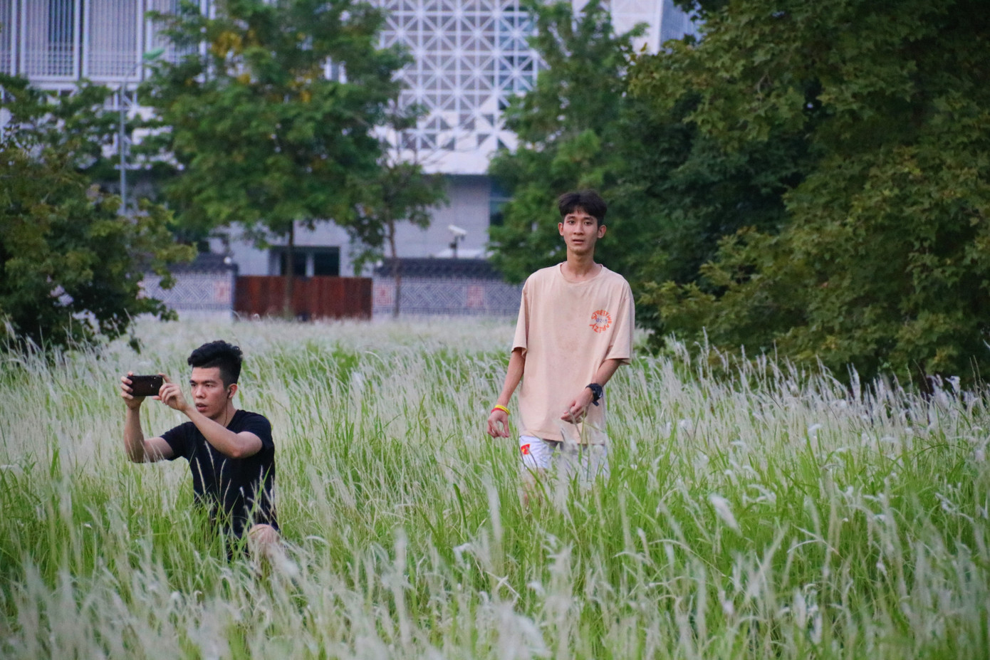 Những triền đê phủ trắng cỏ tranh ở Hà Nội ảnh 9