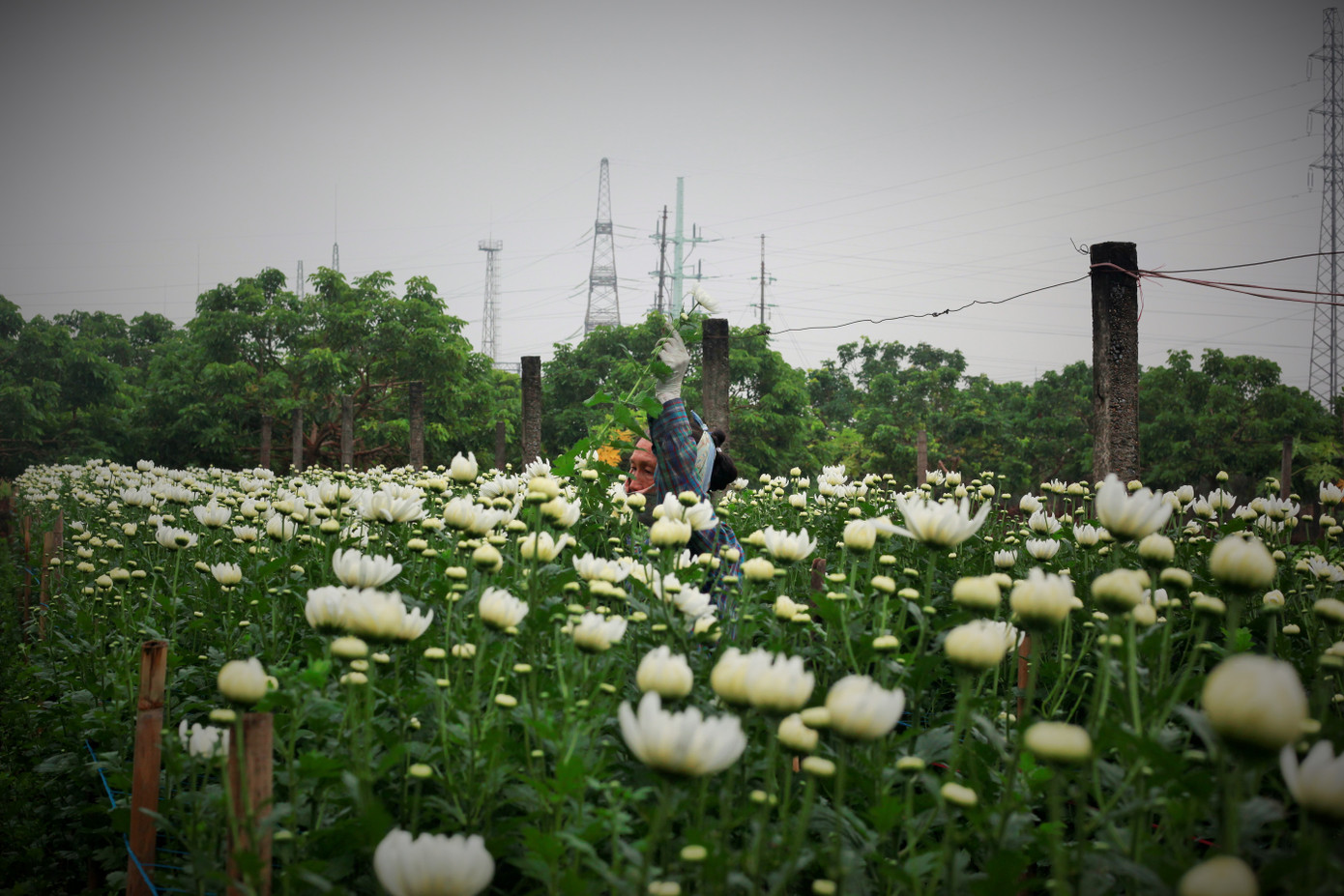 Làng Tây Tựu bận rộn, giá hoa tăng cao cận ngày 20/11 ảnh 8