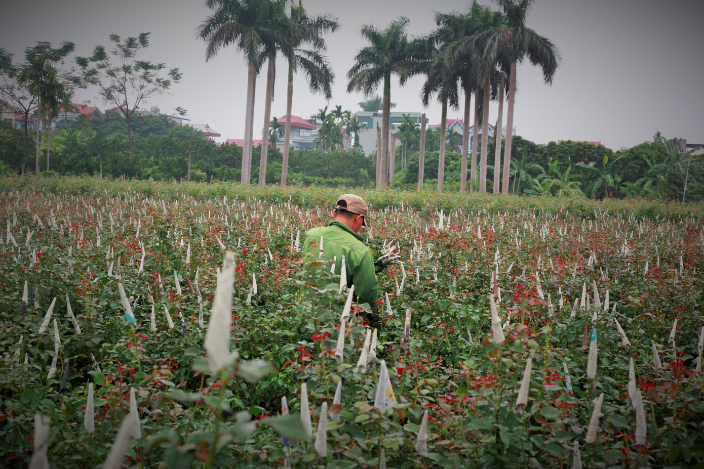 Làng Tây Tựu bận rộn, giá hoa tăng cao cận ngày 20/11 ảnh 9