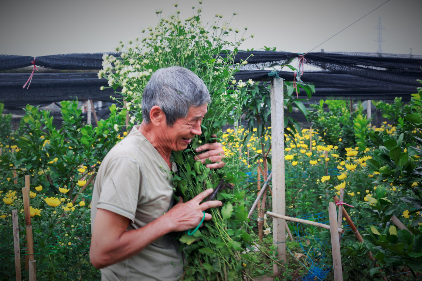 Làng Tây Tựu bận rộn, giá hoa tăng cao cận ngày 20/11 ảnh 10