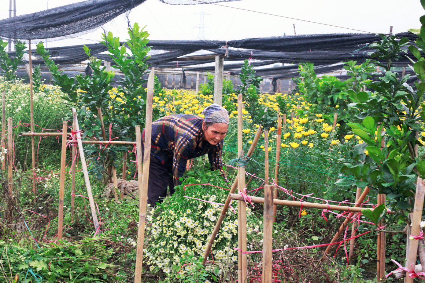 Làng Tây Tựu bận rộn, giá hoa tăng cao cận ngày 20/11 ảnh 6