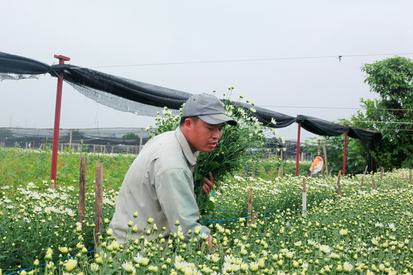 Làng Tây Tựu bận rộn, giá hoa tăng cao cận ngày 20/11 ảnh 5