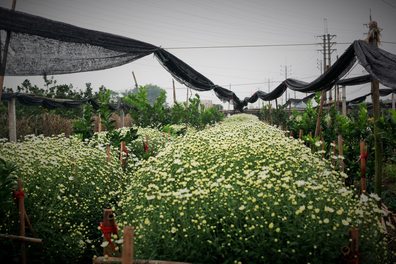 Làng Tây Tựu bận rộn, giá hoa tăng cao cận ngày 20/11 ảnh 1