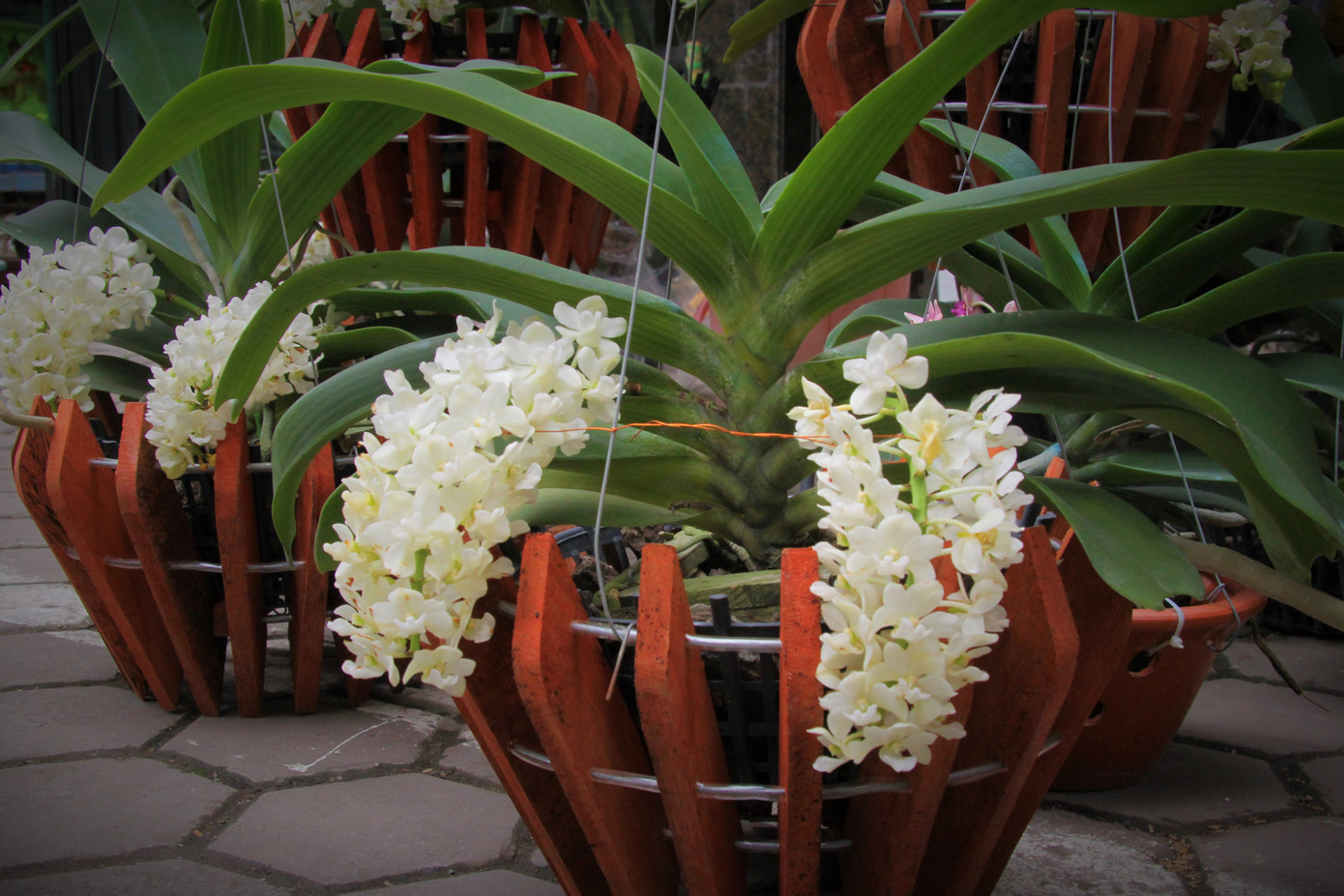 Hoa lan ồ ạt 'xuống phố', người dân Thủ đô thoải mái tuyển lựa mẫu mã ảnh 19