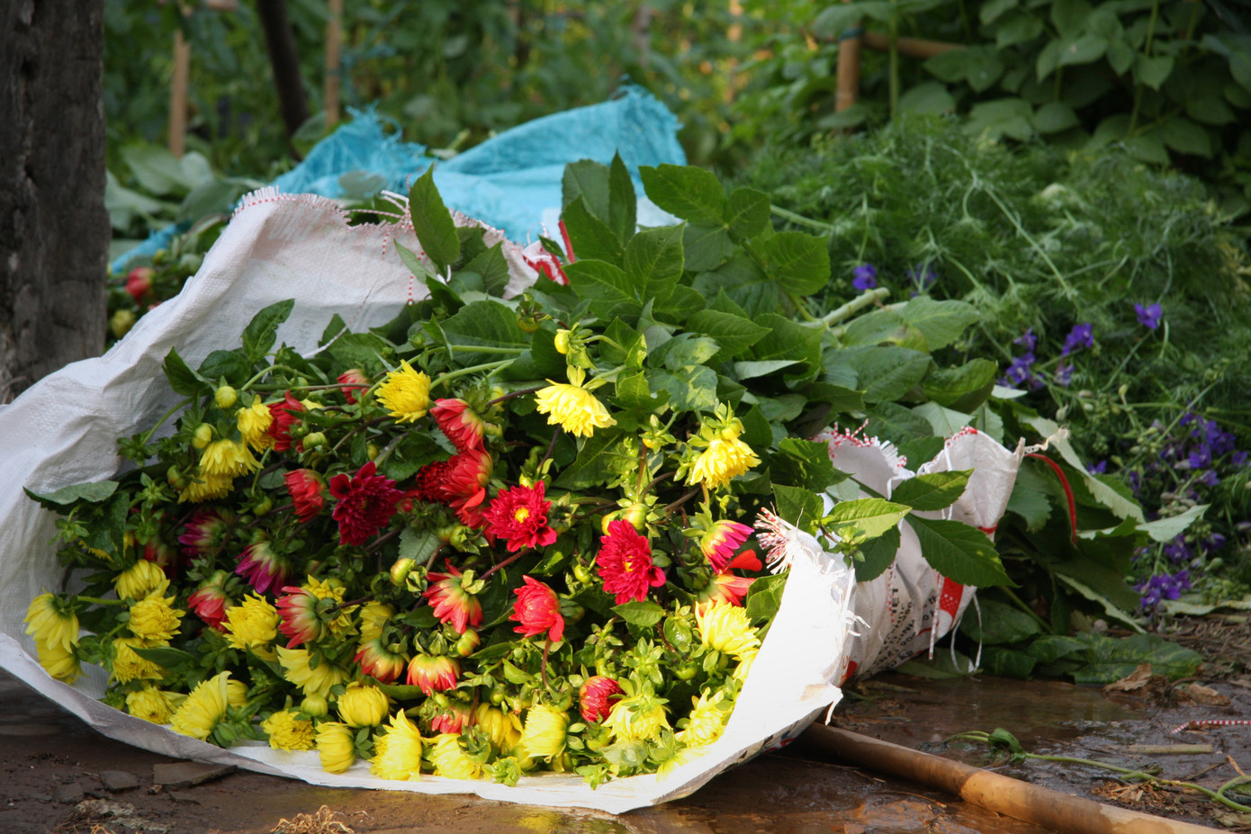 Người dân làng Tây Tựu thấp thỏm chờ Tết ảnh 8