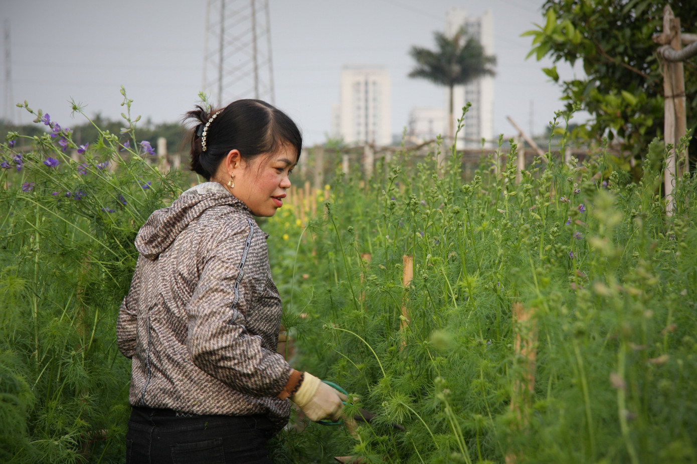 Người dân làng Tây Tựu thấp thỏm chờ Tết ảnh 7
