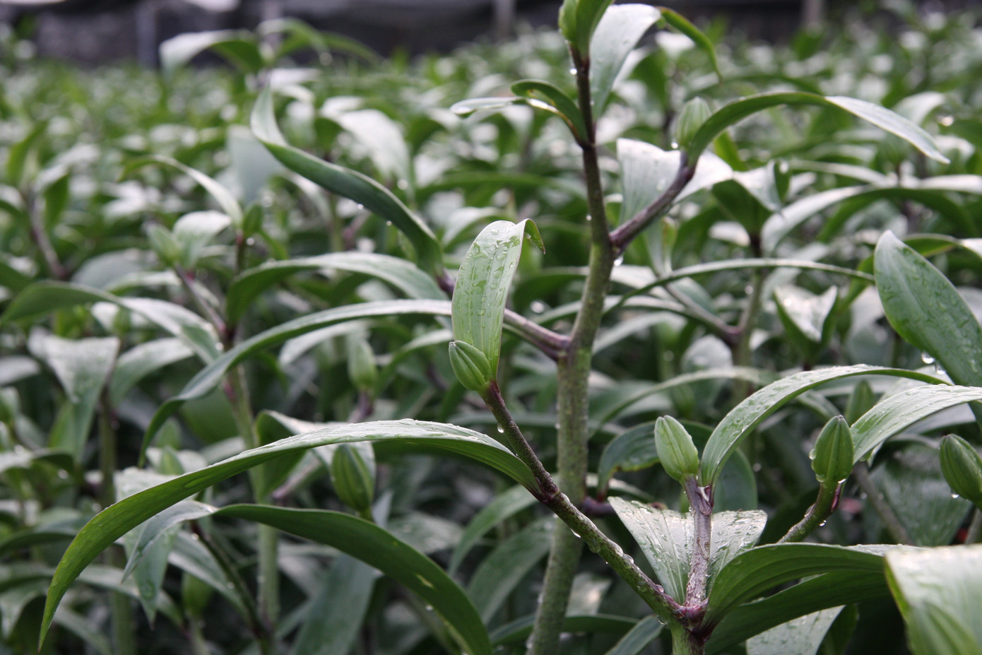 Người dân làng Tây Tựu thấp thỏm chờ Tết ảnh 10