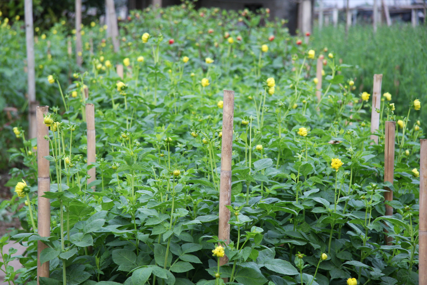 Người dân làng Tây Tựu thấp thỏm chờ Tết ảnh 12