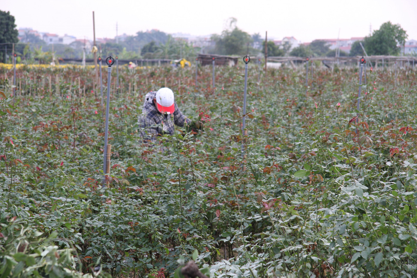Người dân làng Tây Tựu thấp thỏm chờ Tết ảnh 14