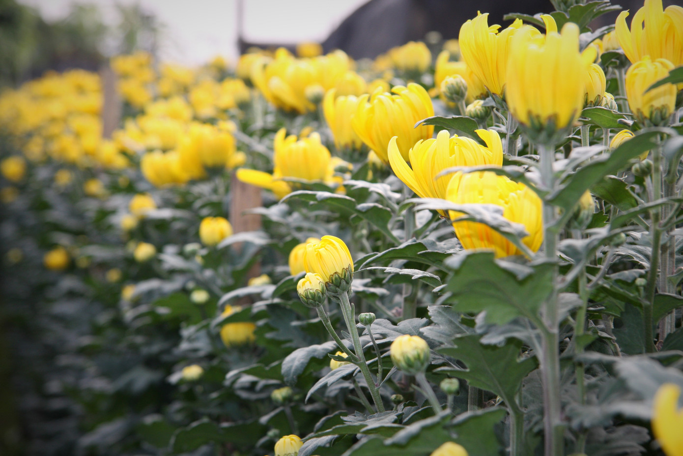 Người dân làng Tây Tựu thấp thỏm chờ Tết ảnh 9