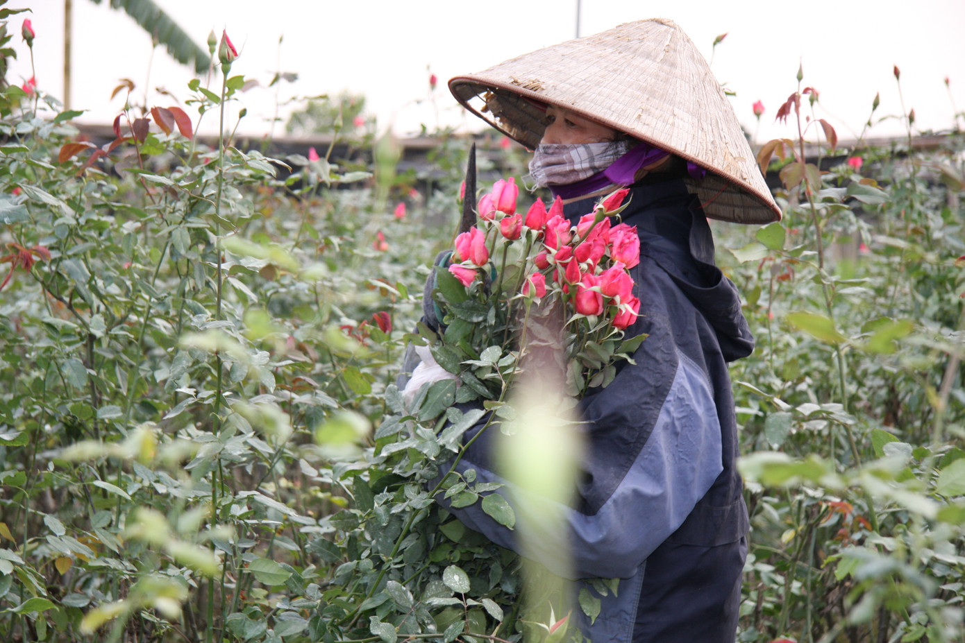 Người dân làng Tây Tựu thấp thỏm chờ Tết ảnh 6