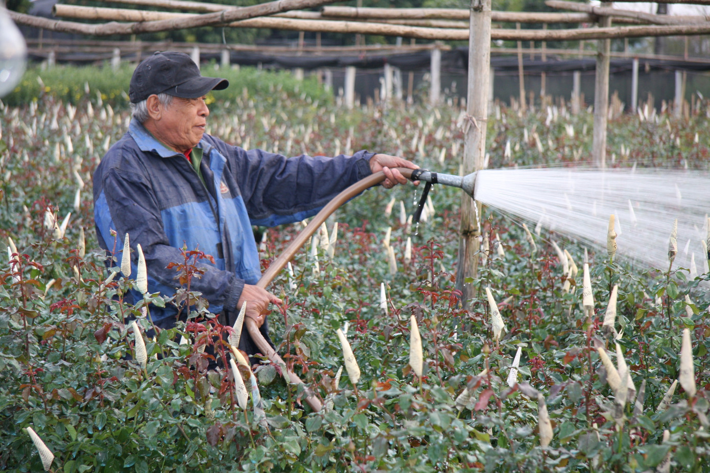 Người dân làng Tây Tựu thấp thỏm chờ Tết ảnh 5