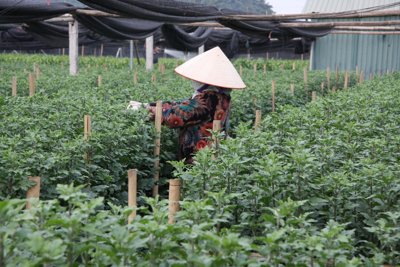 Người dân làng Tây Tựu thấp thỏm chờ Tết ảnh 2