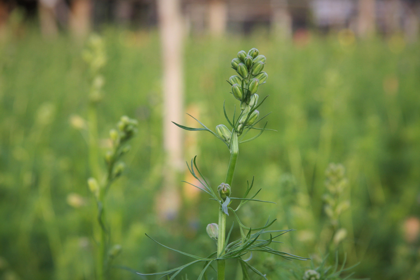 Người dân làng Tây Tựu thấp thỏm chờ Tết ảnh 11