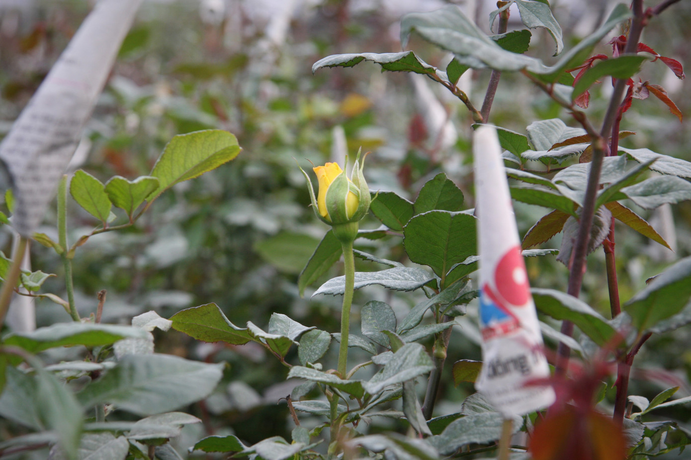 Người dân làng Tây Tựu thấp thỏm chờ Tết ảnh 13