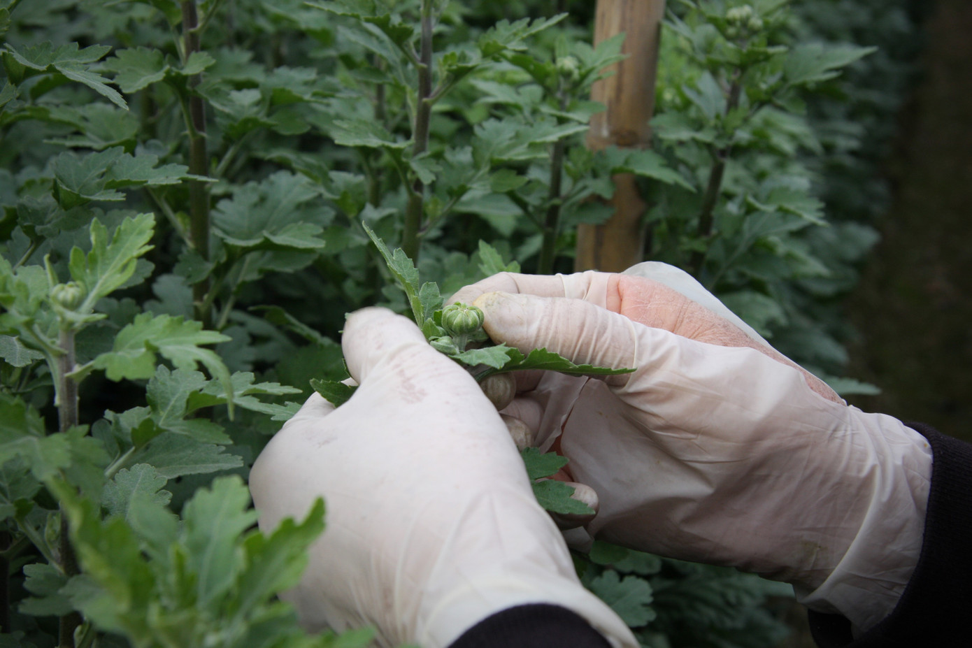 Người dân làng Tây Tựu thấp thỏm chờ Tết ảnh 3