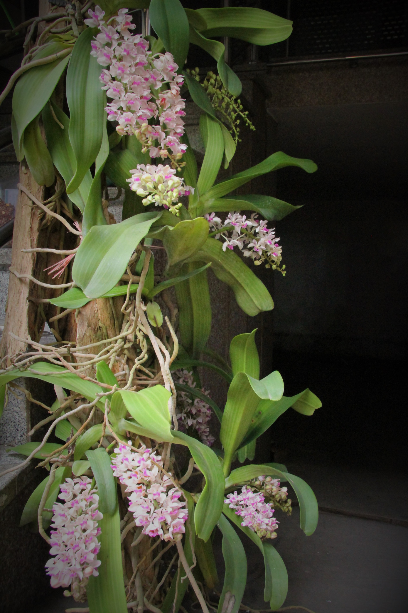 Hoa lan ồ ạt 'xuống phố', người dân Thủ đô thoải mái tuyển lựa mẫu mã ảnh 22