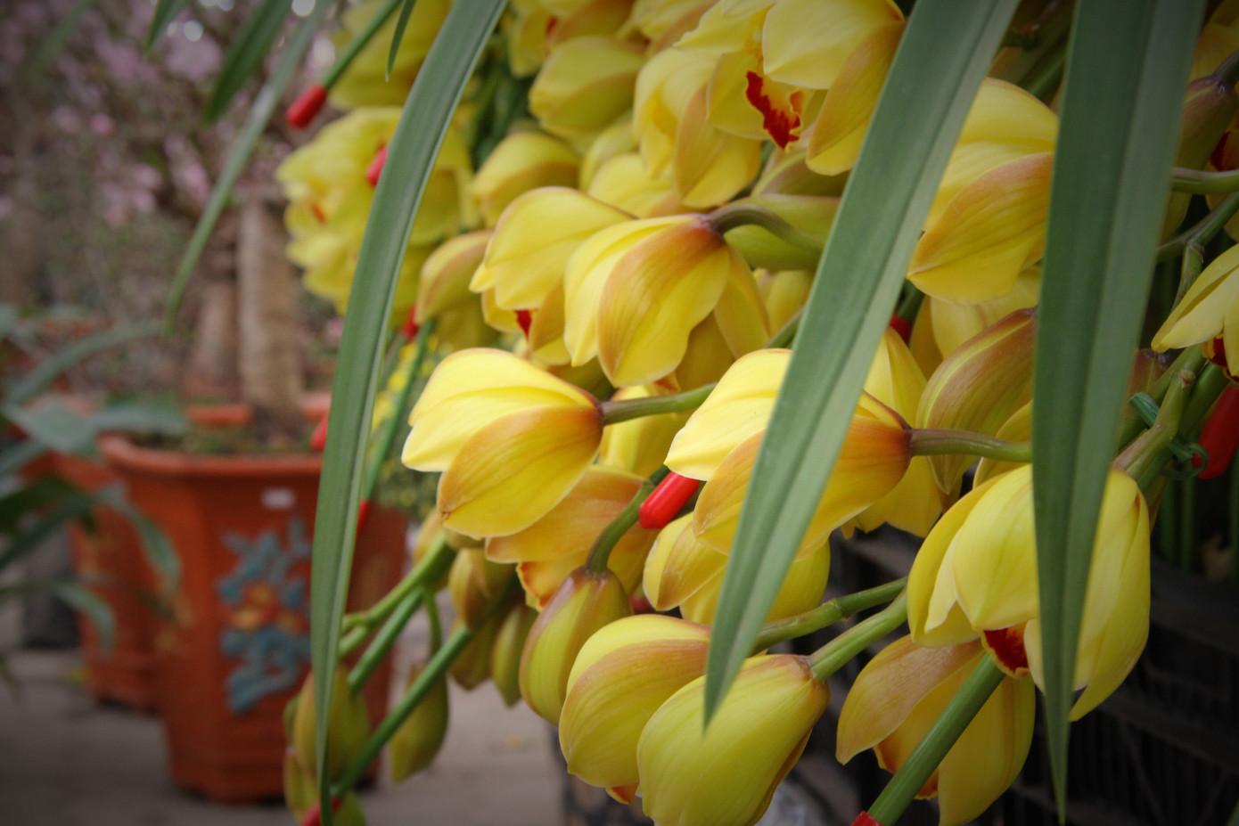 Hoa lan ồ ạt 'xuống phố', người dân Thủ đô thoải mái tuyển lựa mẫu mã ảnh 14