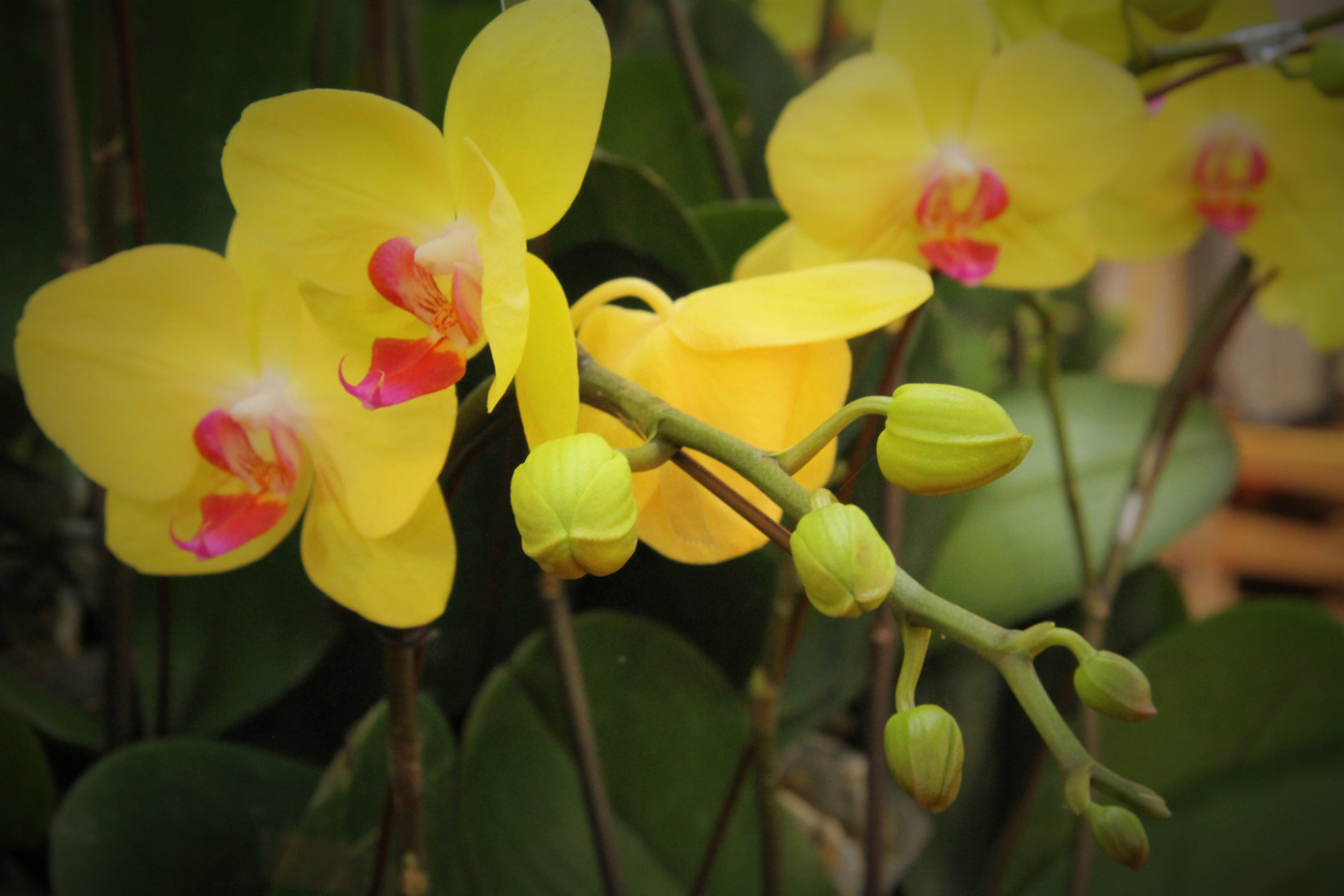 Hoa lan ồ ạt 'xuống phố', người dân Thủ đô thoải mái tuyển lựa mẫu mã ảnh 8