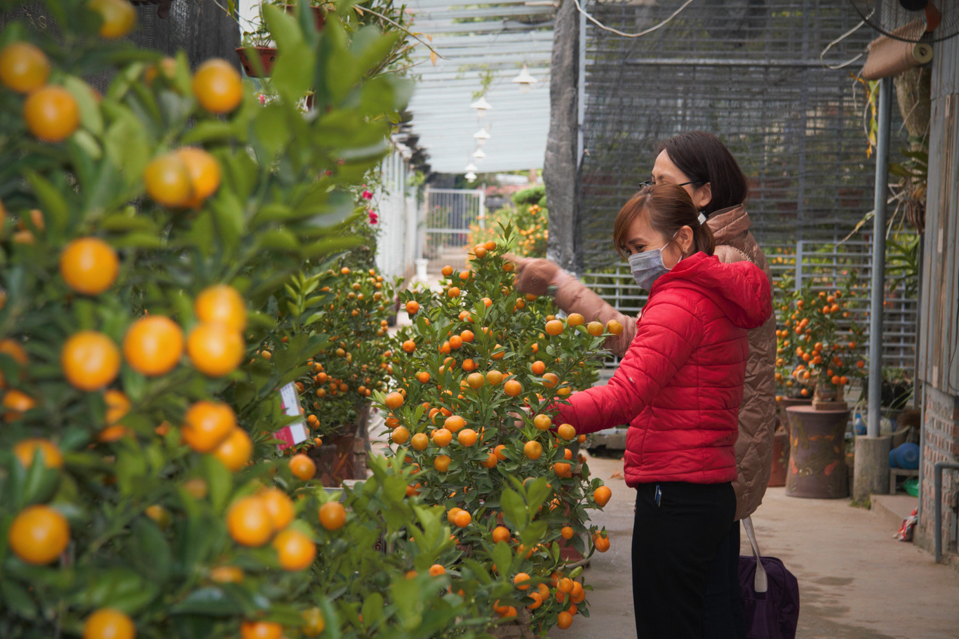 'Vương quốc' quất cảnh Thủ đô tất bật những ngày cận Tết ảnh 10