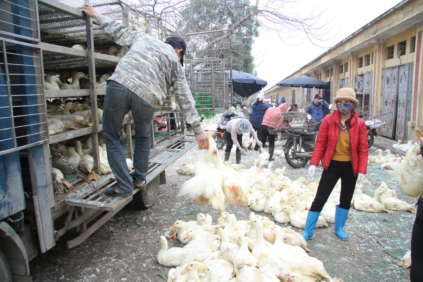 Chợ gia cầm lớn nhất miền Bắc tất bật những ngày cận Tết ảnh 2